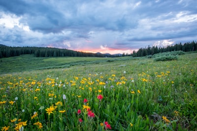Luncă — meadow