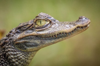 Caimán — caiman