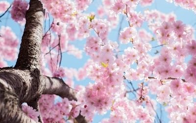 весна — spring