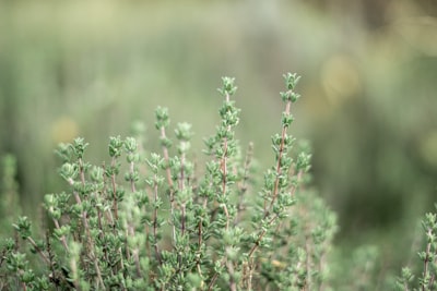 cimbru — thyme