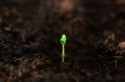 semillas — seeds