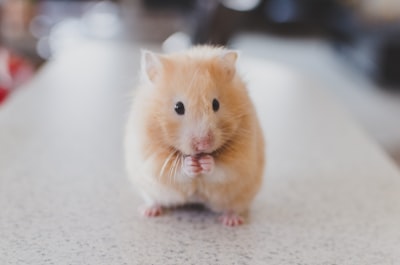 ratones — Mice