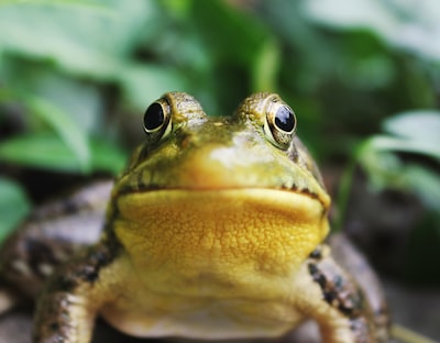 Anfibio — amphibian