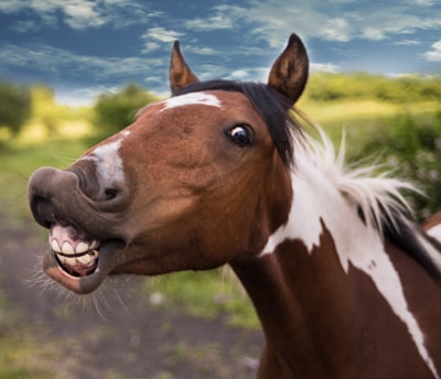 шутки — jokes