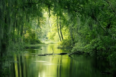 Pantano — swamp