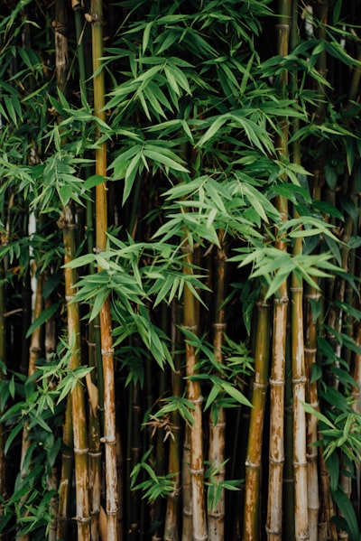 бамбук — bamboo