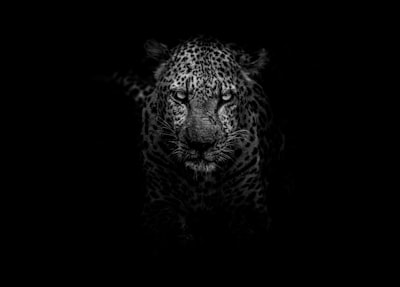 depredador — predator