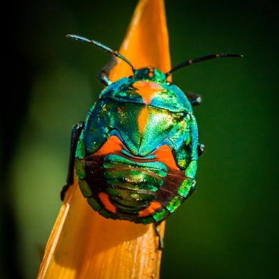 насекомое — bug