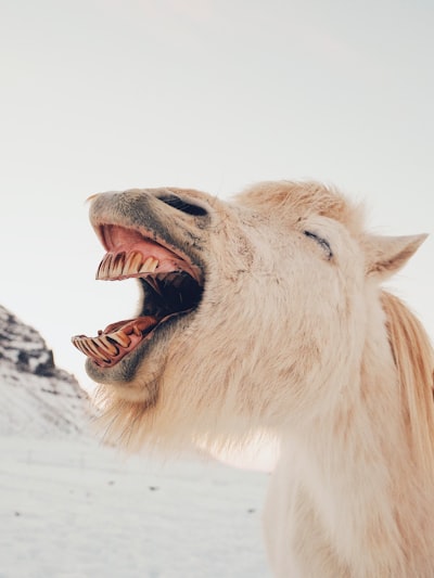 râde — laugh