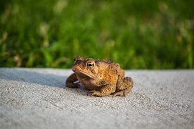 Sapo — toad