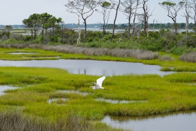 zona húmeda — wetland