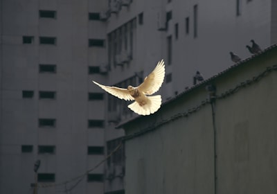 мир — Peace
