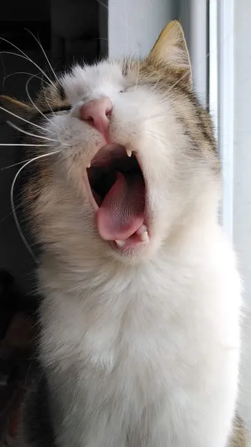 Căscate — yawning